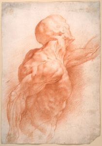 Rubens Peter-Paul - Etude anatomique